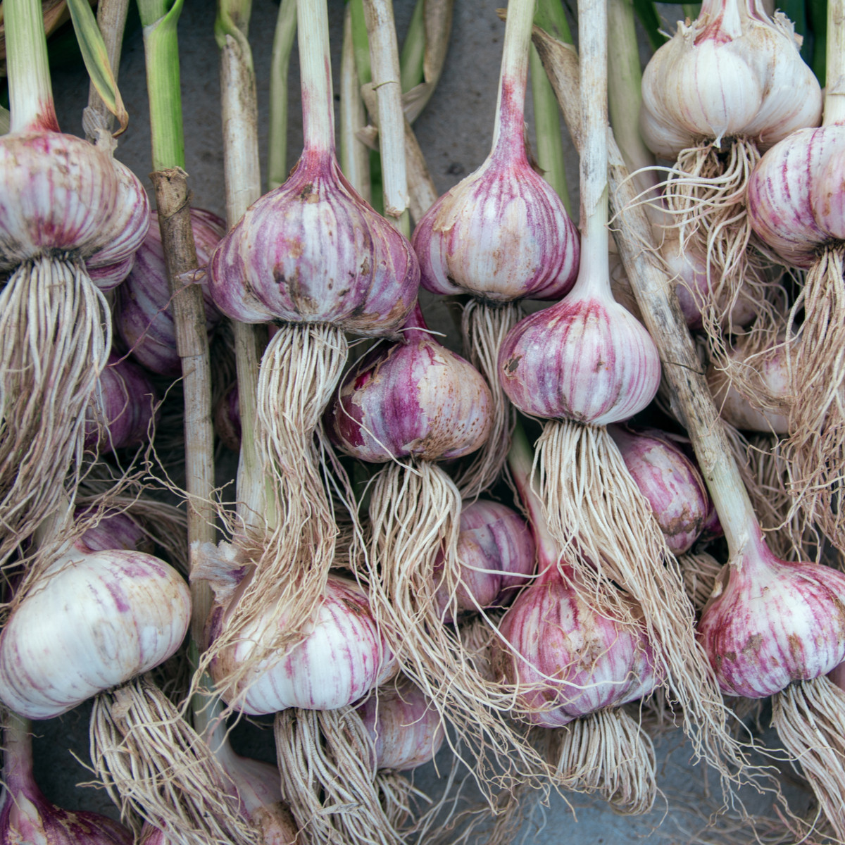 Sadbový česnek Topaz - Allium sativum - paličák - cibule česneku - 1 balení