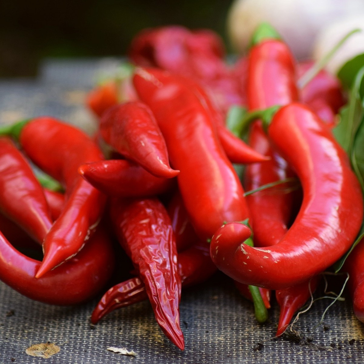 Chilli Kajenský pepř extra tenký - Capsicum annuum - semena chilli - 7 ks