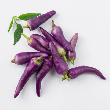 Chilli fialové Jalapeno - Capsicum annuum - semena chilli - 6 ks