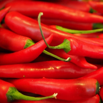 Chilli Aji Crystal - Capsicum baccatum - semena chilli - 7 ks