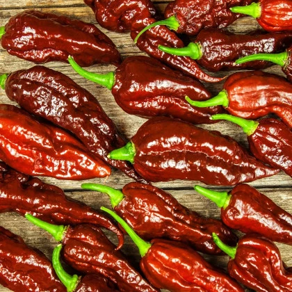 Chilli Bhut Jolokia Chocolate - Capsicum chinense - semena chilli - 5 ks