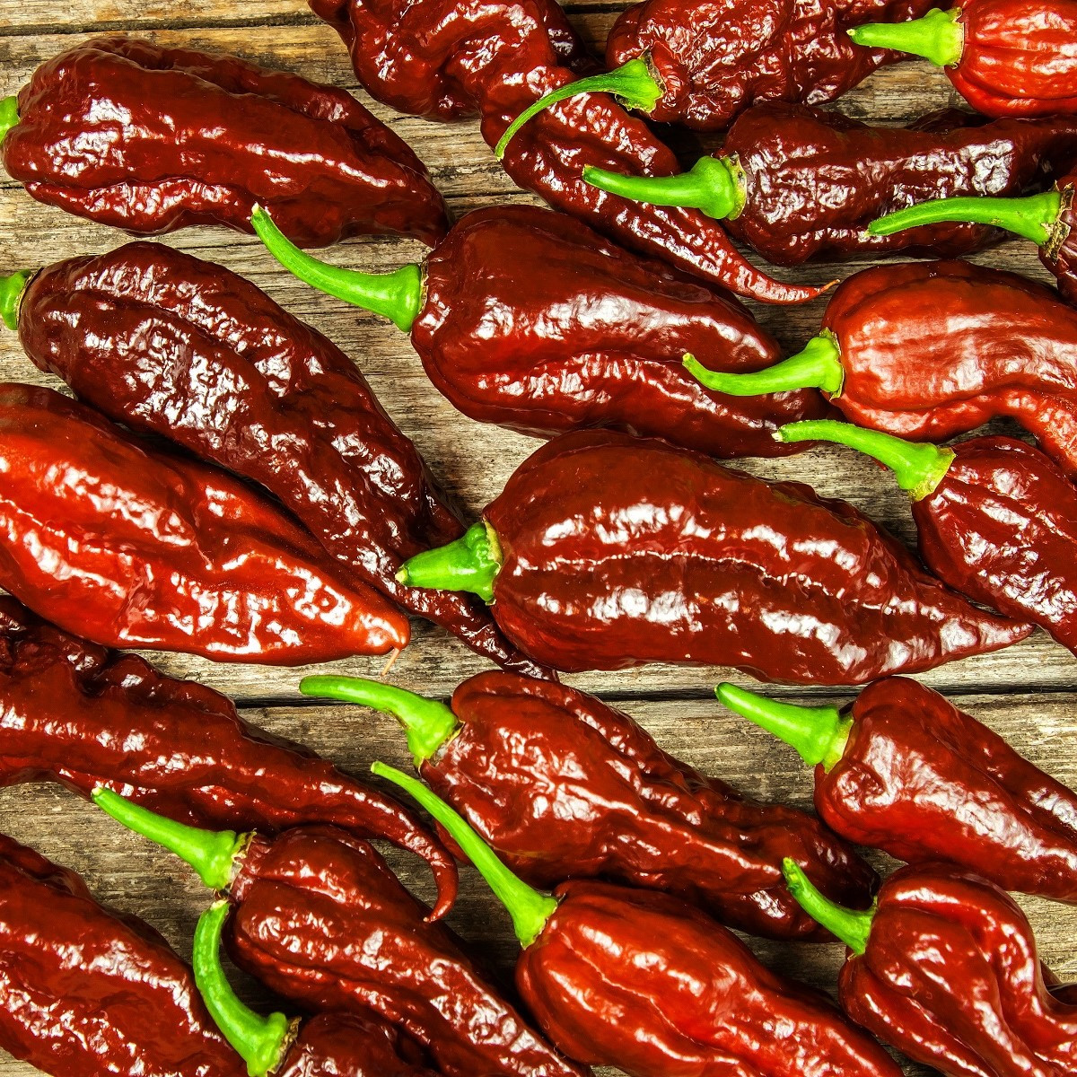 Chilli Bhut Jolokia Chocolate - Capsicum chinense - semena chilli - 5 ks