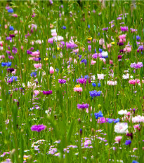 Japonská zahrada - semena letniček - směs letniček - 0,9 g