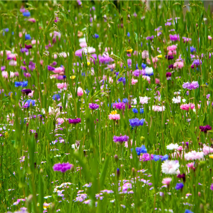 Japonská zahrada - semena letniček - směs letniček - 0,9 g