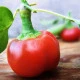 Chilli Large Red Cherry Hot - Capsicum annuum - semena chilli - 7 ks