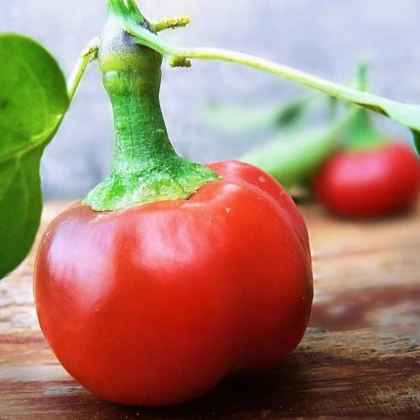 Chilli Large Red Cherry Hot - Capsicum annuum - semena chilli - 7 ks