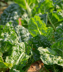 BIO Špenát setý Matador - Spinacia oleracea - bio semena špenátu - 75 ks