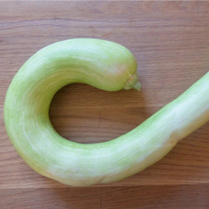 Tykev velkoplodá Tromba d Albenga - Cucurbita moschata - semena cukety - 6 ks