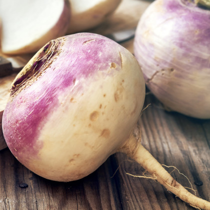 Vodnice kulatá červenobílá - Brassica rapa L. - semena vodnice - 350 ks