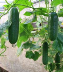 Okurka salátová Picolino F1 - Cucumis sativus - semena okurky - 4 ks