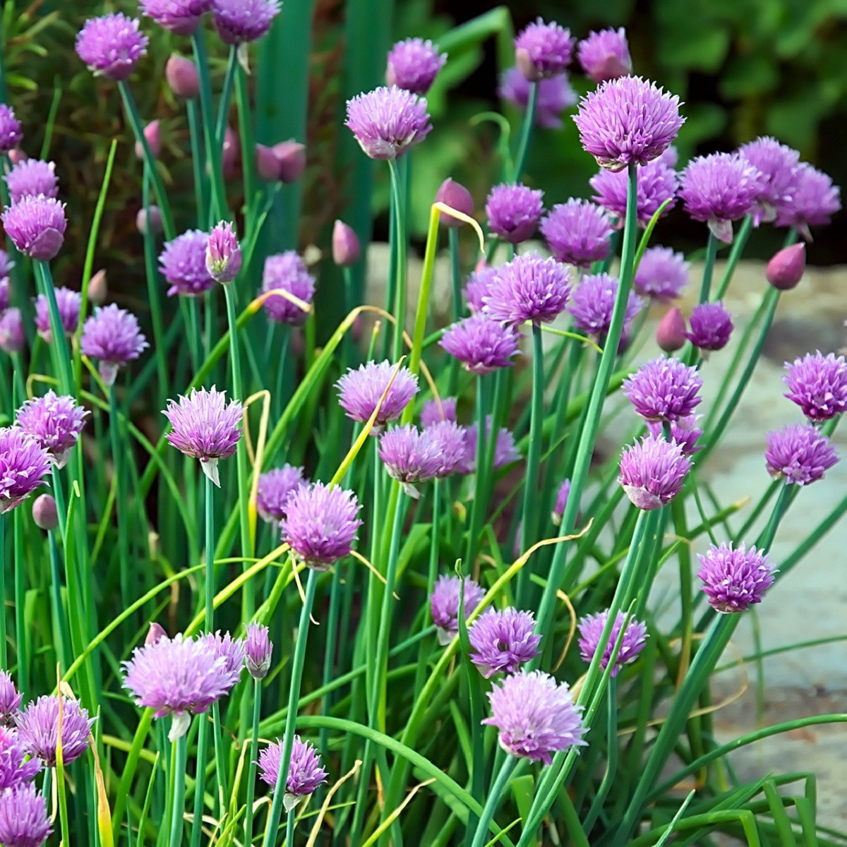 Pažitka pobřežní Staro - Allium schoenoprasum - semena pažitky - 40 ks