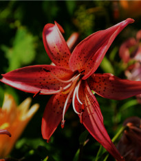 Lilie Zlatohlávek Maroon King - Lilium - cibule lilie - 1 ks