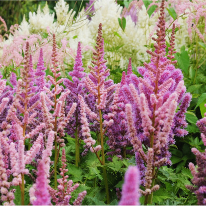 Čechrava arendsii Showstar směs barev - Astilbe arendsii - semena čechravy - 10 ks