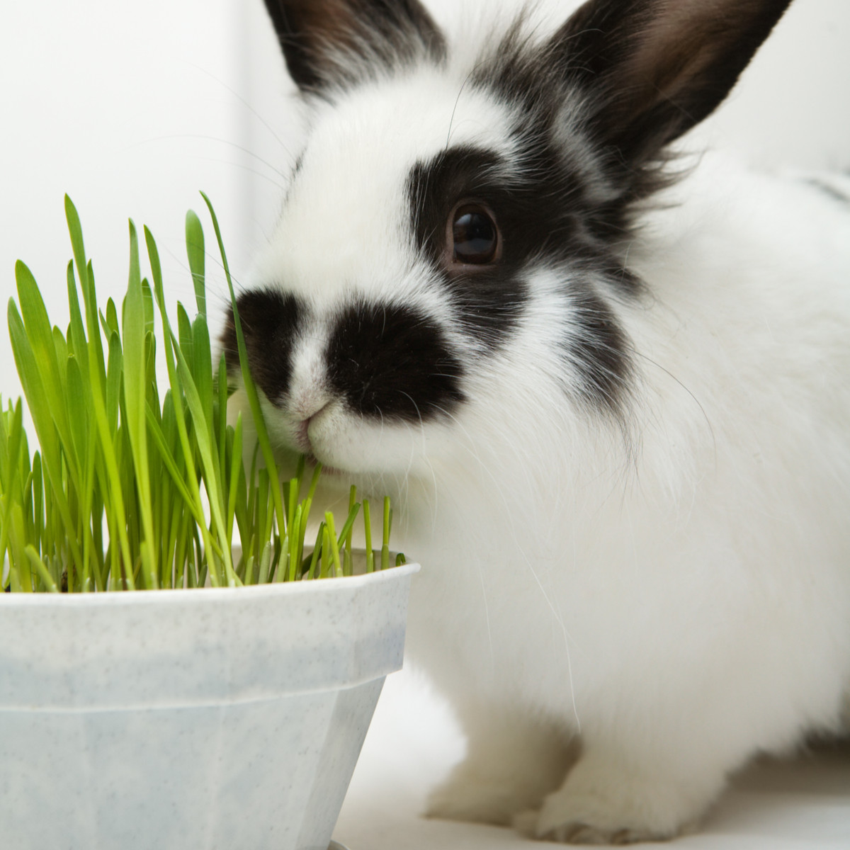 Tráva pro králíky - semena Golden Line - směs - 15 g