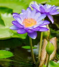 Leknín fialový - Nymphaea caerulea - semena leknínu - 6 ks