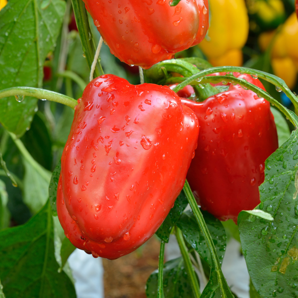 Paprika Bendigo F1 - Capsicum annuum - semena papriky - 5 ks