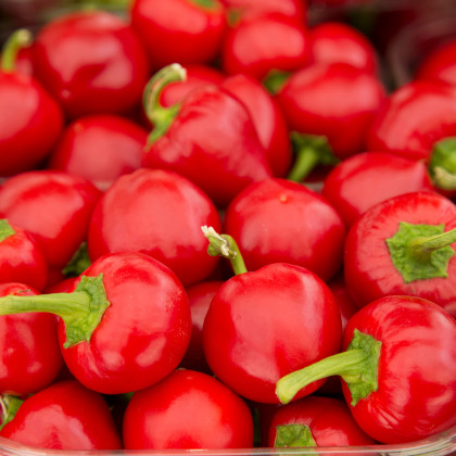Paprika rajčinová Ontara - Capsicum annuum - semena - 40 ks