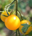 Rajče Goldkrone - Solanum lycopersicum - nasiona pomidora - 20 szt.