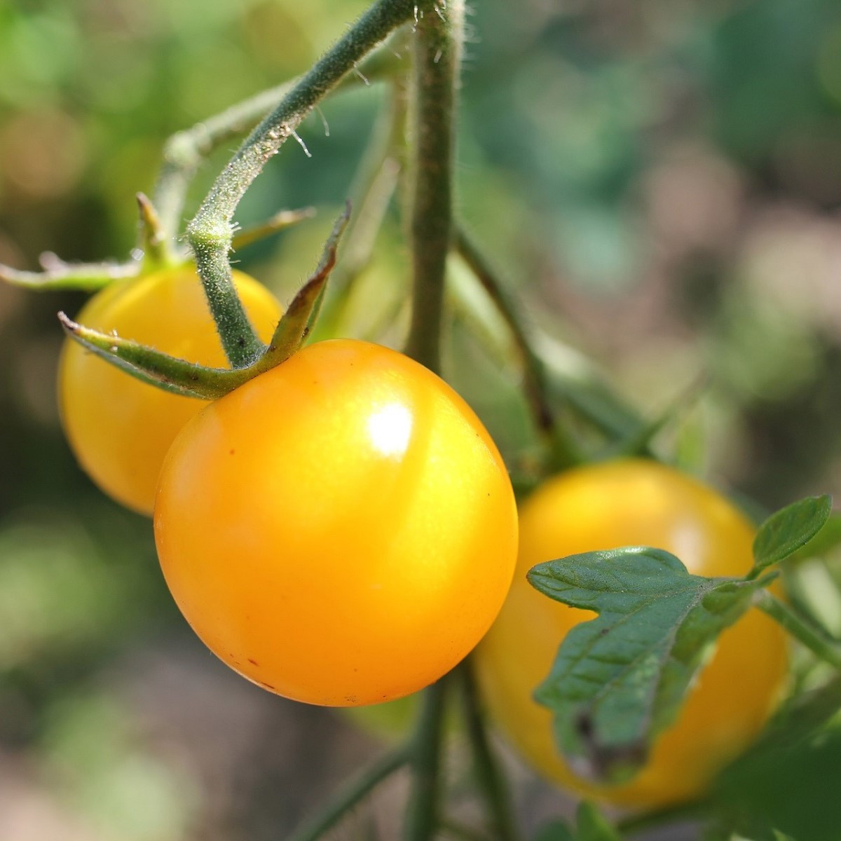 Rajče Goldkrone - Solanum lycopersicum - nasiona pomidora - 20 szt.