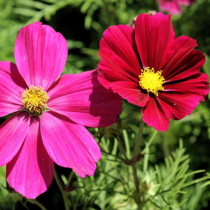 Krásenka zpeřená Sonata - Cosmos bipinnatus - semena krásenky - 20 ks