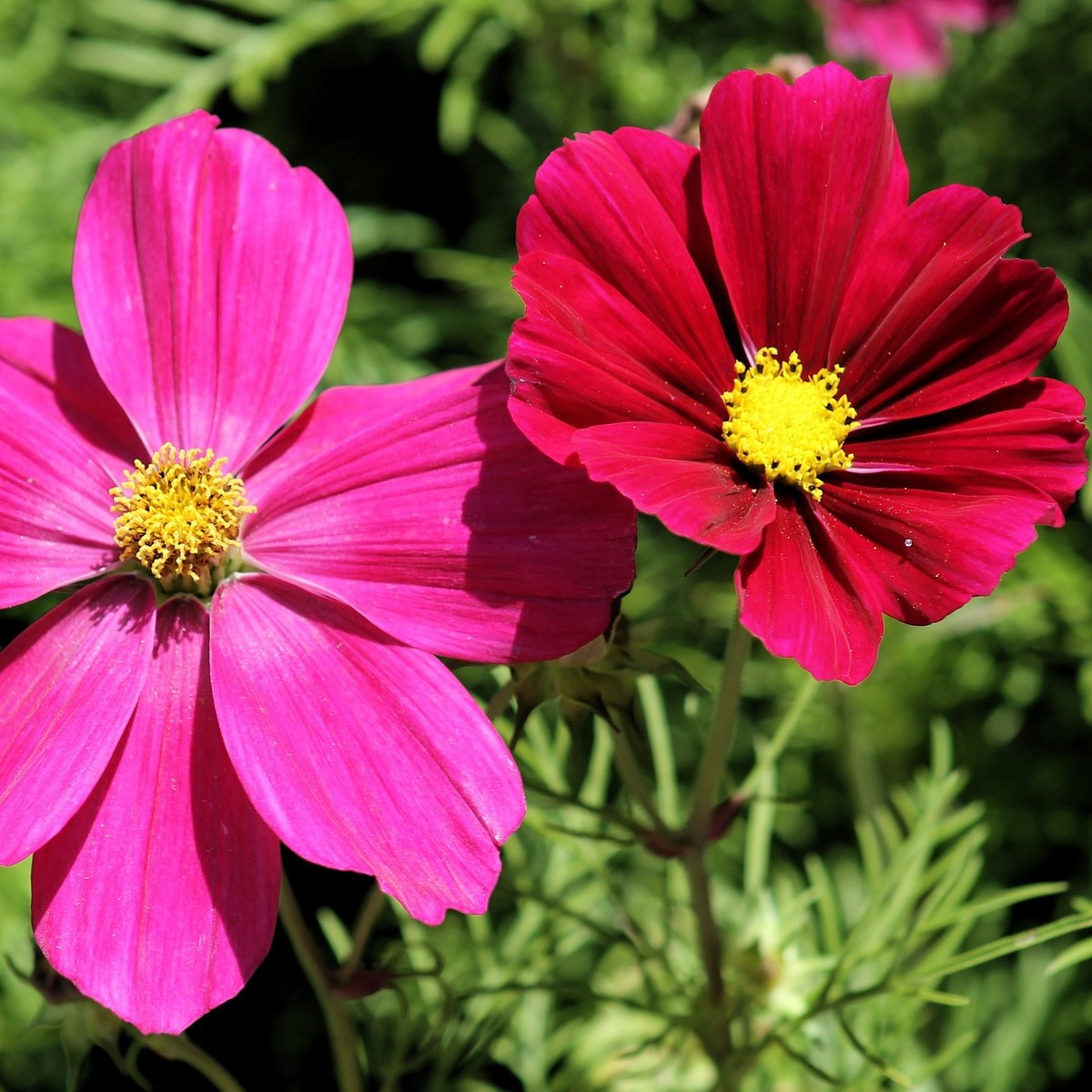 Krásenka zpeřená Sonata - Cosmos bipinnatus - semena krásenky - 20 ks