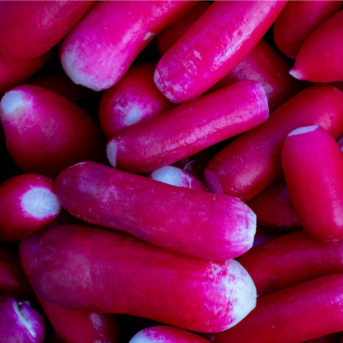 Ředkvička Felicia - Raphanus sativus - semena ředkvičky - 300 ks