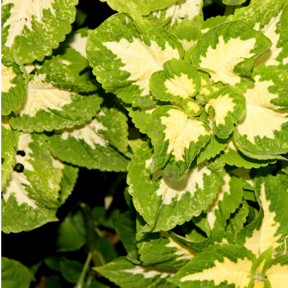 Africká kopřiva Wizard Jade - Coleus blumei - semena africké kopřivy - 30 ks