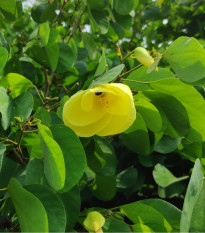 Bauhinie plstnatá - Bauhinia tomentosa - semena bauhinie - 4 ks