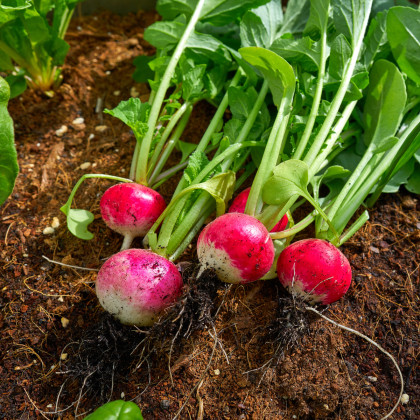 Ředkvička Duo - Raphanus sativus - semena ředkvičky - 200 ks
