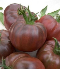 Rajče Black Russian - Solanum lycopersicum - semena rajčete - 6 ks