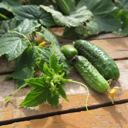 Okurka nakládačka Harriet F1 - Cucumis sativus - semena okurky - 20 ks