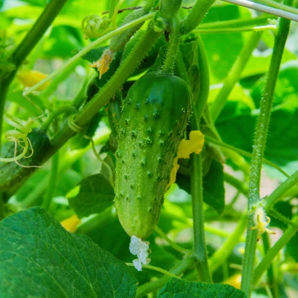Okurka nakládačka Dafne F1 - Cucumis sativus - semena okurky - 20 ks