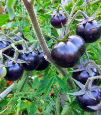 Rajče Blueberry - Solanum lycopersicum - semena rajčete - 6 ks