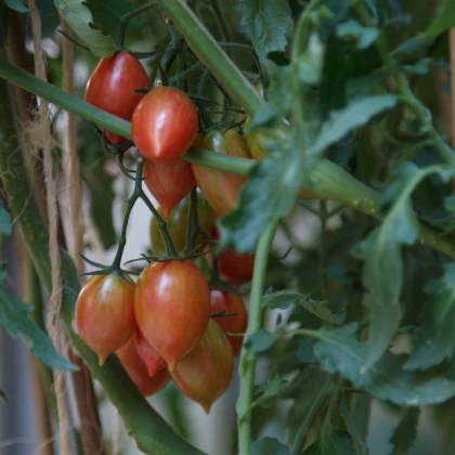 Rajče Artisan Pink Tiger - Solanum lycopersicum - semena rajčete - 5 ks
