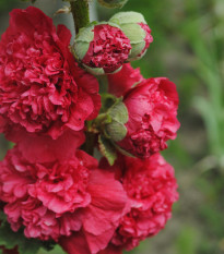 Topolovka Chaters Scarlet - Alcea rosea - nasiona topolówki - 30 szt.