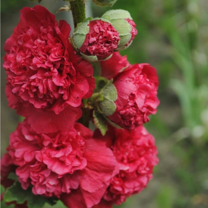 Topolovka Chaters Scarlet - Alcea rosea - nasiona topolówki - 30 szt.