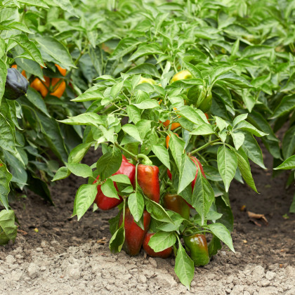 Paprika Bajka - Capsicum annuum - semena papriky - 20 ks
