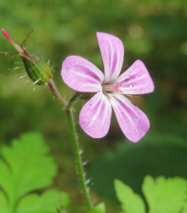 BIO Kakost smrdutý - Geranium robertianum - bio semena kakostu - 10 ks - ukončený
