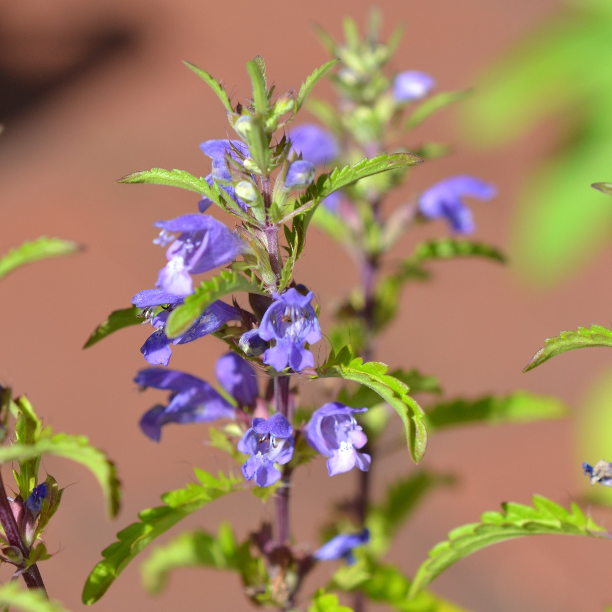 Včelník moldavský - Dracocephalum moldavica - semena včelníku - 200 ks