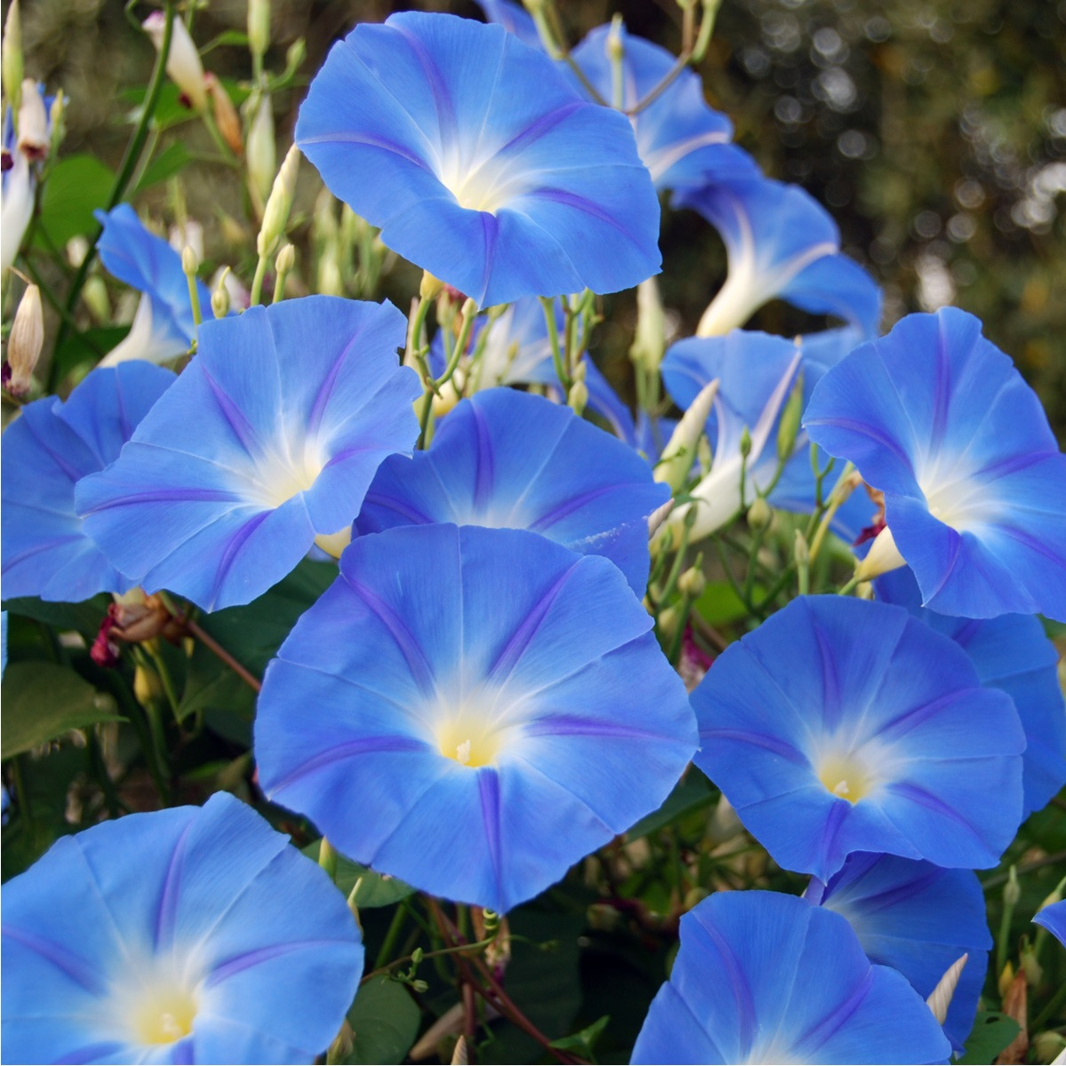 Povíjnice modrá - Ipomoea rubro-coerulea - semena povíjnice - 25 ks