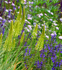Bylinková vonička - semena Planta Naturalis - směs - 10 g