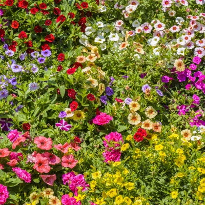 Visuté zahrady - semena letniček - směs letniček - 0,9 g