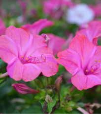 Nocenka jalapovitá Limelight - Mirabilis jalapa - semena nocenky - 6 ks