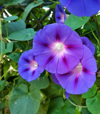Povíjnice Scarlet O Hara - Ipomoea purpurea - semena povíjnice - 25 ks