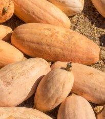 BIO Tykev Pink Jumbo Banana - Cucurbita maxima - bio semena tykve - 5 ks