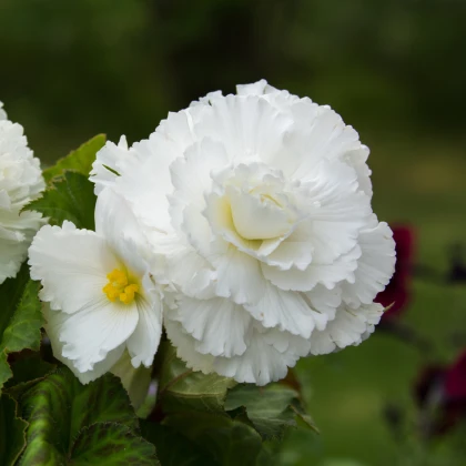 Begonie plnokvětá bílá - Begonia superba - hlízy begonie - 2 ks