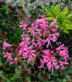 Nerine Bowdenova - Nerine bowdenii - hlízy nerine - 1 ks
