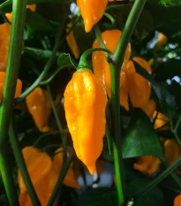 Chilli Devils Tongue Yellow - Capsicum chinense - semena chilli - 7 ks