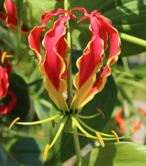 Glorióza popínavá - Gloriosa rotschildana - hlízy gloriózy - 1 ks