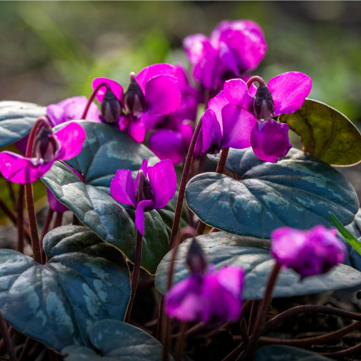 Brambořík - Cyclamen coum - hlízy bramboříku - 1 ks